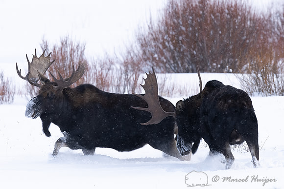 Bull moose (Alces americanus), Yellowstone National Park, Wyomin
