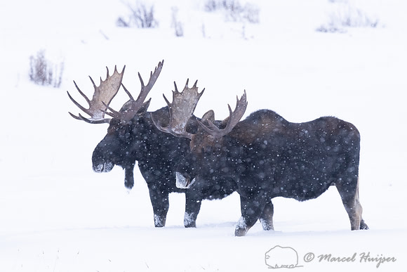 Bull moose (Alces americanus), Yellowstone National Park, Wyomin