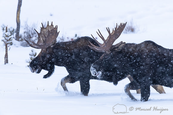 Bull moose (Alces americanus), Yellowstone National Park, Wyomin
