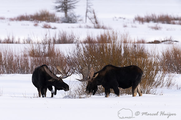 Bull moose (Alces americanus), Yellowstone National Park, Wyomin