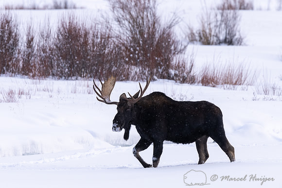 Bull moose (Alces americanus), Yellowstone National Park, Wyomin