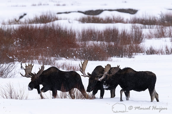 Bull moose (Alces americanus), Yellowstone National Park, Wyomin