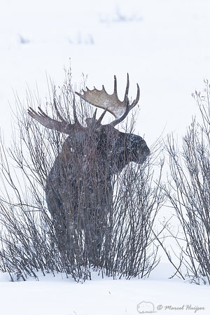 Bull moose (Alces americanus), Yellowstone National Park, Wyomin