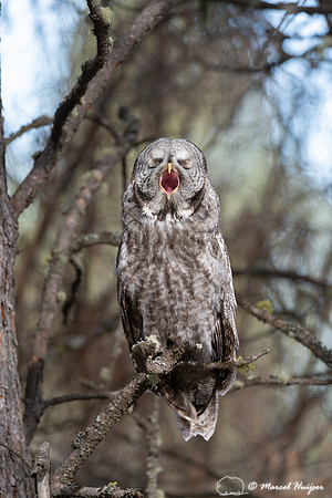 Great gray owl (Strix nebulosa) yawning, Montana