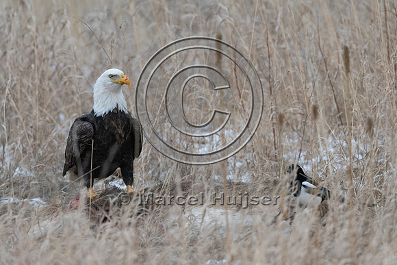 bald eagle (Haliaeetus leucocephalus) on deer carcass along high