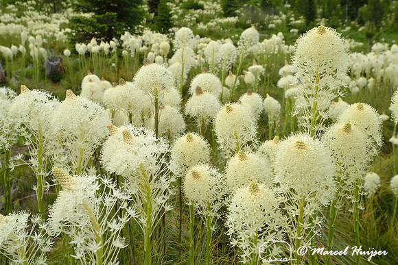 Beargrass (Xerophyllum tenax), Lolo Pass area, Idaho, USA