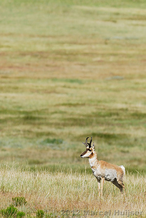 Pronghorn (Antilocapra americana) buck in a grassland, Montana, USA