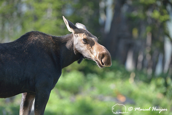 Moose (Alces alces), on ridge south of Teton Pass, Wyoming, USA