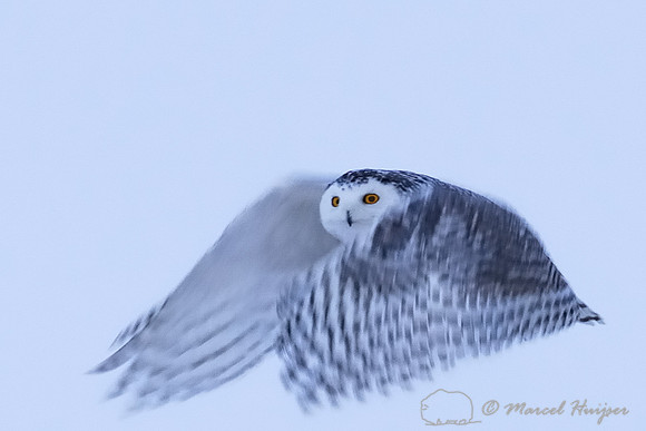 Snowy Owl (Bubo scandiacus), Montana, USA