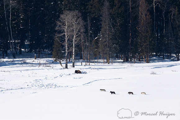 Wolves (Canis lupus), Yellowstone National Park, Wyoming, USA