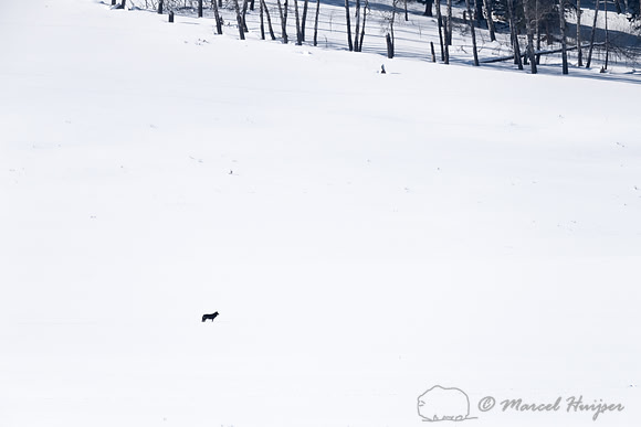 Wolf (Canis lupus), Yellowstone National Park, Wyoming, USA