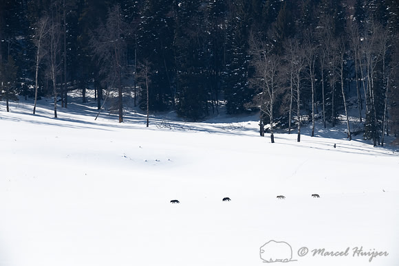 Wolves (Canis lupus), Yellowstone National Park, Wyoming, USA