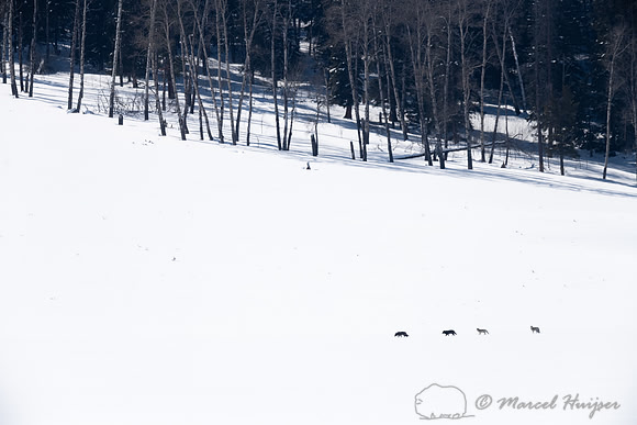 Wolves (Canis lupus), Yellowstone National Park, Wyoming, USA
