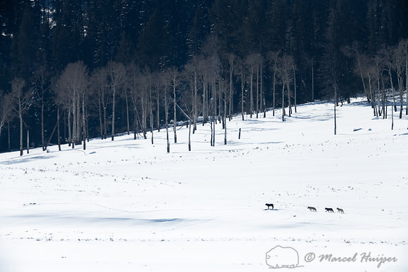 Wolves (Canis lupus), Yellowstone National Park, Wyoming, USA