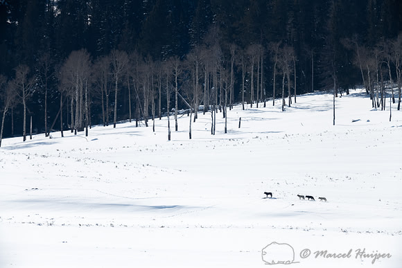 Wolves (Canis lupus), Yellowstone National Park, Wyoming, USA