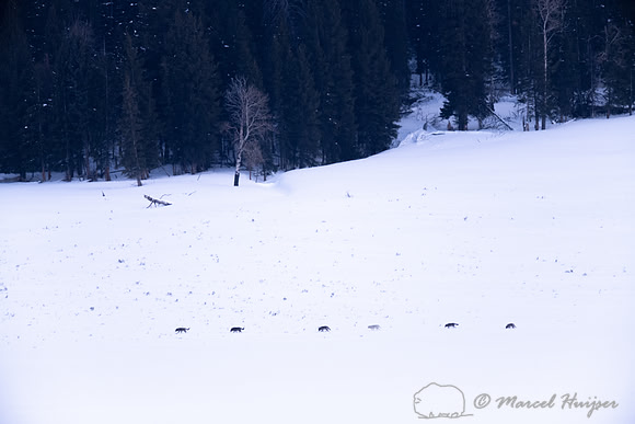 Wolves (Canis lupus) of the Junction Butte Pack on war path, Yel