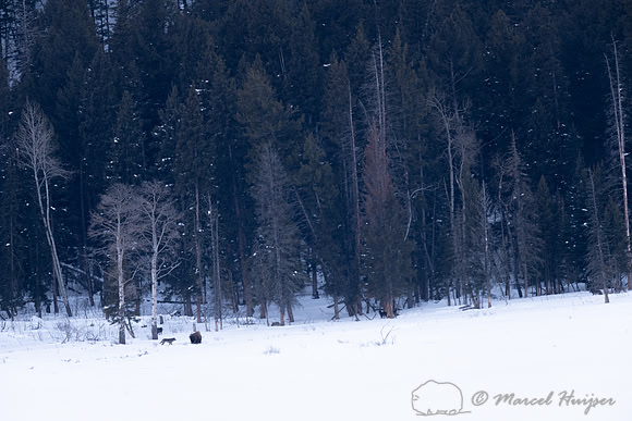 Wolf tests bison, Yellowstone National Park, Wyoming, USA