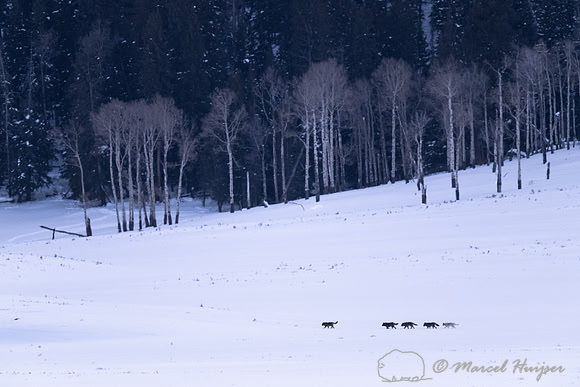 Wolves (Canis lupus) of the Junction Butte Pack on war path, Yel