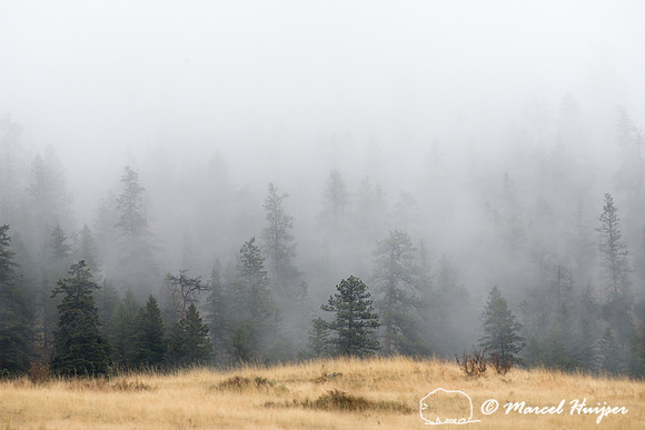 Forest and grassland in the fog, Montana, USA