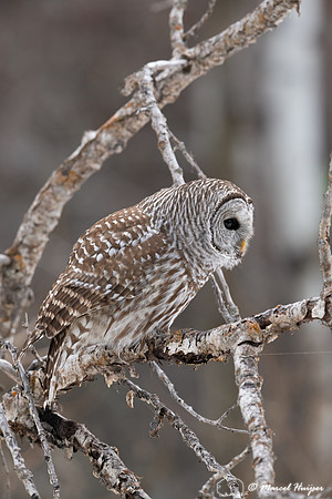 Barred owl (Strix varia), Montana, USA
