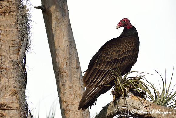 Turkey vulture (Cathartes aura), South Florida, USA