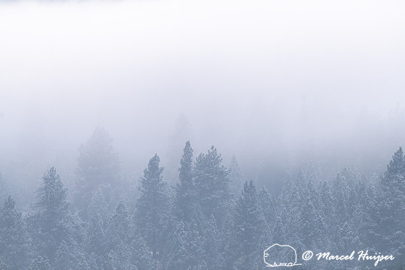 Winter fog in the mountains, Montana, USA