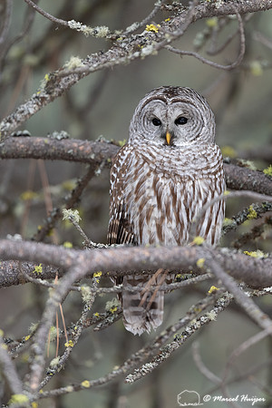 Barred owl (Strix varia), Montana, USA