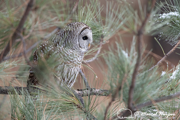 Barred owl (Strix varia), Montana, USA