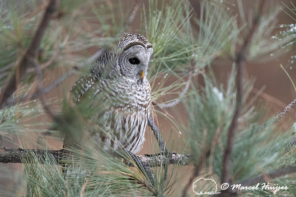 Barred owl (Strix varia), Montana, USA