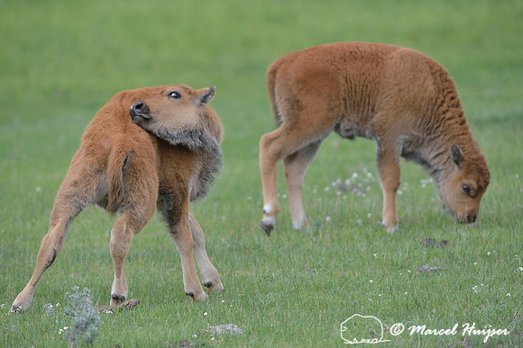 Bison (Bison bison) calf grooming, Yellowstone National Park, Wyoming, USA