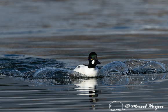 Common goldeneye (Bucephala clangula) male, Montana, USA