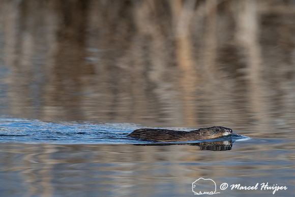 Muskrat (Ondatra zibethicus), Montana, USA
