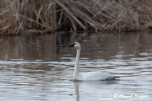 Tundra swan (Cygnus columbianus), Montana, USA