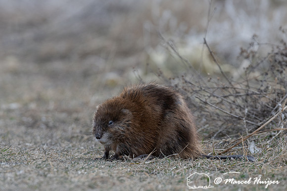 Muskrat (Ondatra zibethicus), Montana, USA