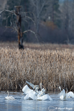 Trumpeter swans (Cygnus buccinator) fighting, Montana, USA