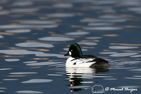 Common goldeneye (Bucephala clangula) male, Montana, USA