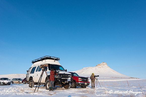 Observing the snow geese (Chen caerulescens) migration, Montana,