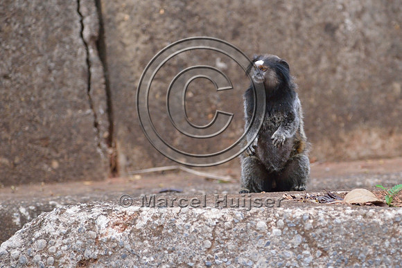 Black-pencilled marmoset (Callithrix penicillata) looking for traffic before crossing at grade right under the canopy crossing, ESALQ campus, Piracicaba, São Paulo, Brazil