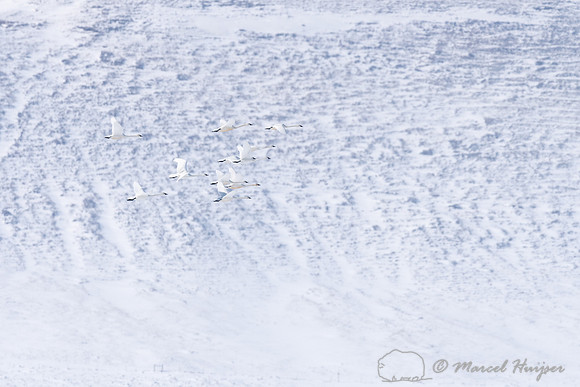 Tundra swan (Cygnus columbianus) migration, Montana, USA