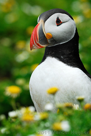LIMITED EDITION Puffin Fratercula arctica, Wales