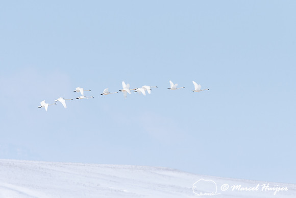 Tundra swan (Cygnus columbianus) migration, Montana, USA