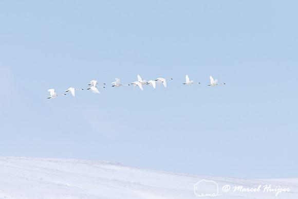 Tundra swan (Cygnus columbianus) migration, Montana, USA