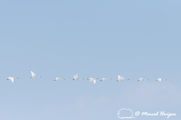 Tundra swan (Cygnus columbianus) migration, Montana, USA