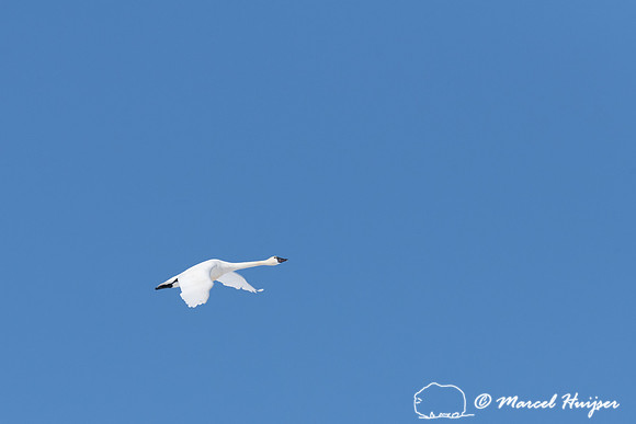 Tundra swan (Cygnus columbianus) migration, Montana, USA