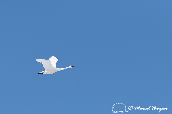 Tundra swan (Cygnus columbianus) migration, Montana, USA