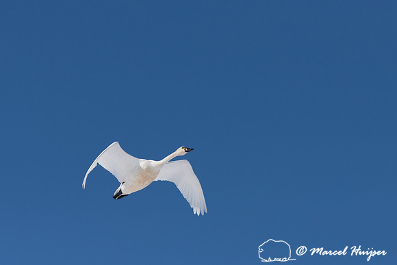 Tundra swan (Cygnus columbianus) migration, Montana, USA