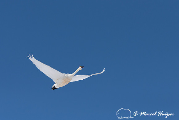 Tundra swan (Cygnus columbianus) migration, Montana, USA