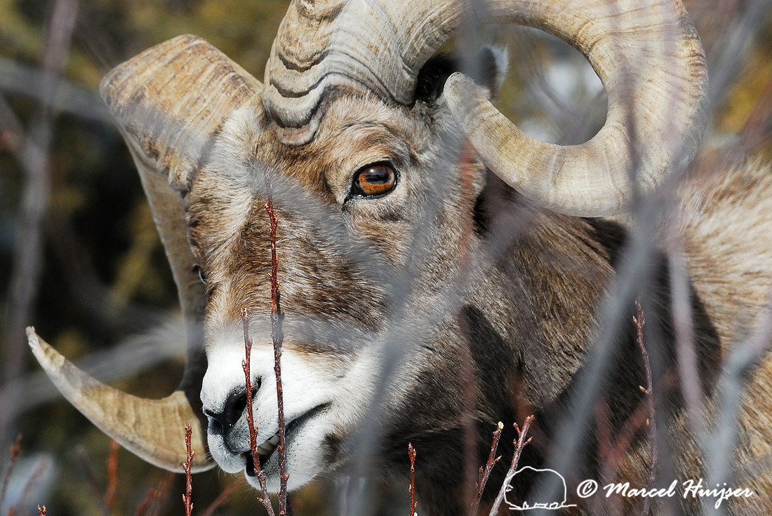 Bighorn sheep ram (Ovis canadensis), Wyoming, USA