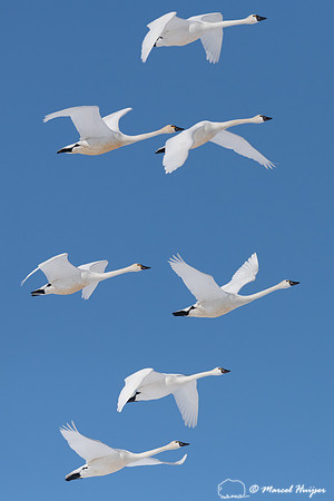 Tundra swan (Cygnus columbianus) migration, Montana, USA