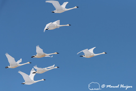 Tundra swan (Cygnus columbianus) migration, Montana, USA